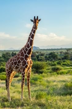 Giraffe crossing the trail in Samburu Park in central Kenya. Giraffe crossing the trail in Samburu 