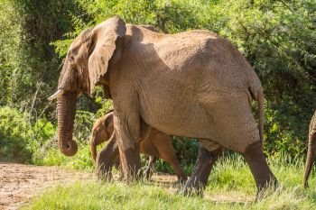 An old elephant in the savannah of Samburu Park in central Kenya. An old elephant in the savannah 