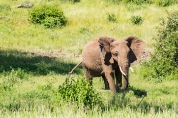 An old elephant in the savannah of Samburu Park in central Kenya. An old elephant in the savannah 