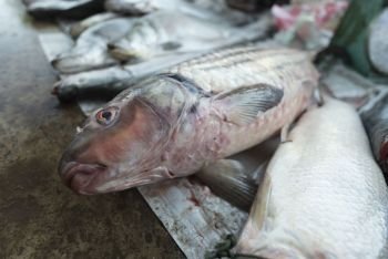 Fresh water fishes at local market in Laos.