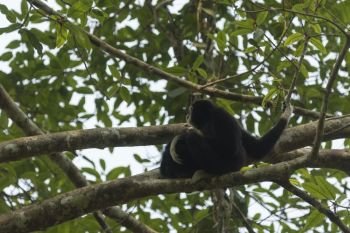 White-handed Gibbon in Khao Yai National Park