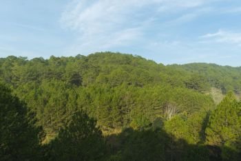 Bird’s-eye view of pine forest