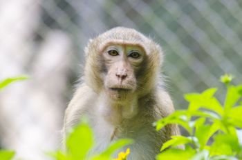 monkey portrait, long tailed macaques