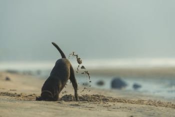 Dog diging sand on the beach