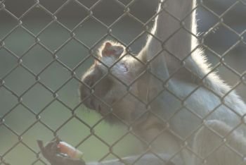 wild monkey in cage