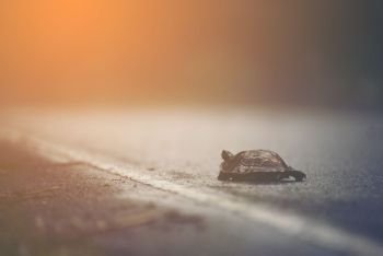 Turtles walking on the road while it rains.
