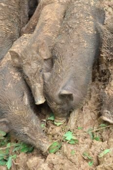 dirty pigs laying in the mud