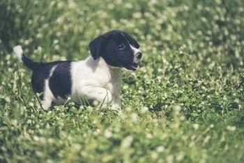 Happy beagle dog having fun on then green grass