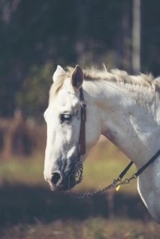 Beautiful white horse with long mane portrait