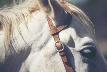 Portrait of a white horse in farm