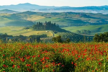 Beautiful landscape of hilly Tuscany in Italy in the summer with  the red poppy field, farm house, cypresses tree and green agricultural field