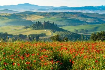 Beautiful View of green Hilly Tuscan Field in summer with the typical Italian farm house ,the red poppy field, the cypresses tree and the agricultural field in Tuscany Italy