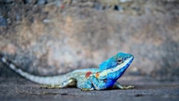 Close-up Indo-Chinese forest lizard or Calotes Mystaceus on the old grunge cement wall background, 16:9 widescreen. Blue Chameleon