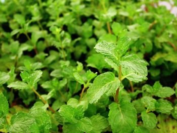 Fresh green organic mint plant growth at vegetable garden.