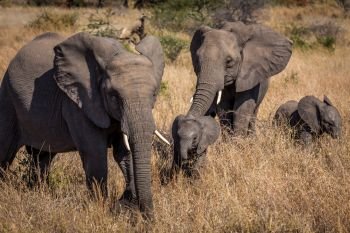 Elephants family in Kruger National Park, South Africa, June 2015