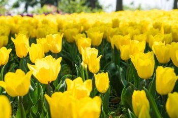 the high contrast of yellow tulips garden