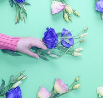 female hand in a pink sweater holding a branch of a flower Eustoma Lisianthus  with blue buds on a green background