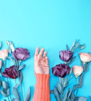 female hand in a bright pink sweater on a blue background in the middle of fresh flowers conditionally holding an object, an empty space at the top