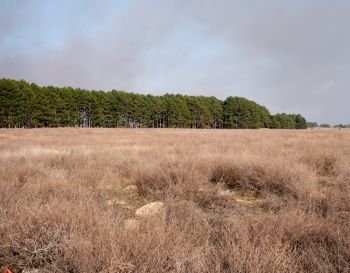 steppe zone of Ukraine with dry grass, in the distance pine forest