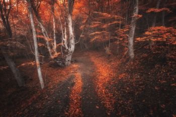 Scary autumn forest with trail in fog. Colorful landscape with beautiful enchanted trees with red leaves on the branches in fall. Amazing scene with mystical foggy forest. Spooky fairy wood. Nature