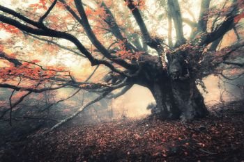 Old magical tree with big branches and orange leaves in fog at dusk. Mystical autumn foggy forest. Scenery with fairy forest in fall. Amazing colorful landscape with misty trees. Nature background