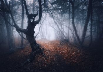 Dark foggy forest. Mystical autumn forest with trail in fog. Old Tree. Beautiful landscape with trees, path, leaves and mist. Nature background. Spooky misty forest with magical atmosphere. Scenery 