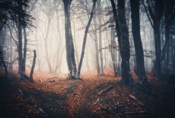 Dark autumn forest with trail in fog. Enchanted autumn forest in mist in the evening. Landscape with old trees, colorful orange foliage and path. Nature background. Fall colors. Scenery