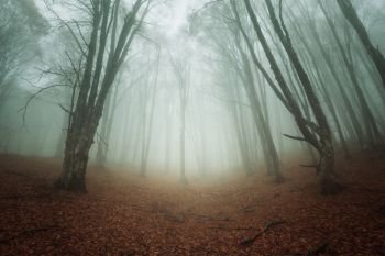 Mysterious dark autumn forest in fog with orange leaves, trees and branches . Autumn morning in Crimea (Mountain Ai-Petry). Mysterious dark autumn forest in fog with orange leaves, trees a