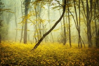 Mysterious forest in fog with orange leaves and yellow flowers. Spring morning in Crimea. Magical atmosphere. Fairytale. Mysterious forest in fog with orange leaves and yellow flowers