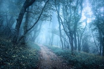 Trail through a mysterious dark forest in fog with green leaves and flowers. Spring morning in Crimea. Magical atmosphere. Fairytale. Trail through a mysterious dark forest in fog