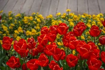 Colorful tulip flowers bloom in the spring  garden