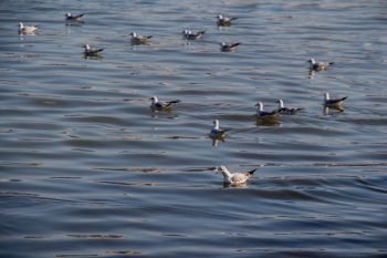 Gruop of seagulls swim calmly on the sea surface