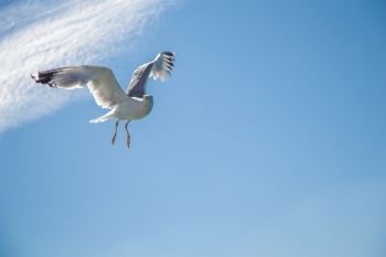 Single seagull flying in a cloudy blue sky as a background