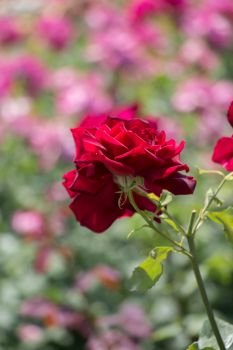 Blooming beautiful colorful rose in garden nature background