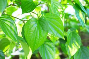 Green betel leaf, Fresh piper betle