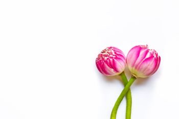 Pink lotus  flowers on white background. Copy space
