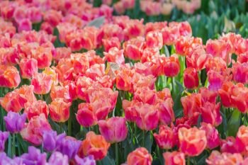 Tulip flower with green leaf background in tulip field at winter or spring day for postcard beauty decoration and agriculture concept design.