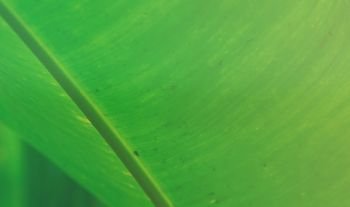 tropical banana leaf texture nature green background