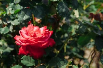 Single red rose with green leaves bush background, vintage film style image background, vintage film style image