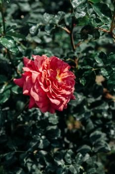 Single red rose with green leaves bush background, vintage film style image