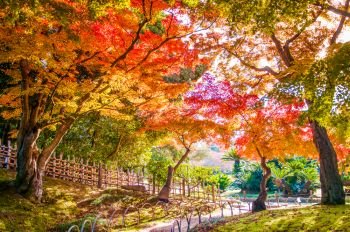 Autumn leaves in Okayama castle park, Okayama, Japan