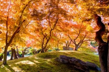 Autumn leaves in Okayama castle park, Okayama, Japan