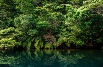 Okinawa - JAPAN : Beautiful Scenery of Urauchi river lush tropical mangrove forest in - Iriomote island