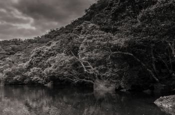 JAN 31, 2013 Okinawa - JAPAN : Beautiful Scenery of Urauchi river mangrove forest in black and white - Iriomote island