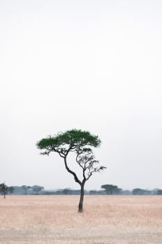 Lone Tree in a grass field of Serengeti national park.
