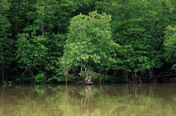 Big green magle tree in Thailand tropical mangrove swamp forest lush evergreen nature river landscape