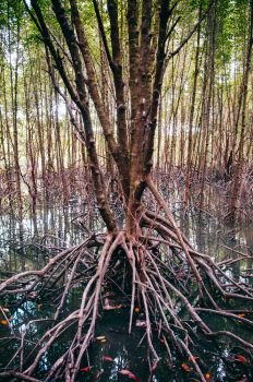 Thailand tropical mangrove swamp forest with exotic tree and roots complex