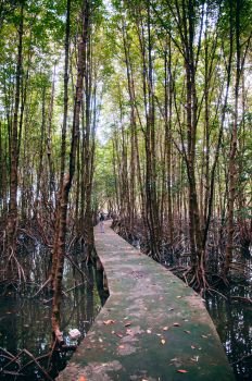 OCT 3, 2018 Trat, Thailand - Muslim woman on nature trail in Thailand tropical mangrove swamp forest with exotic tree and roots complex