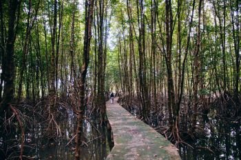 Trat, Thailand - Muslim woman on nature trail in Thailand tropical mangrove swamp forest with exotic tree and roots complex