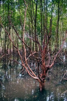 Thailand tropical mangrove swamp forest with exotic tree and roots complex and roots complex and roots complex